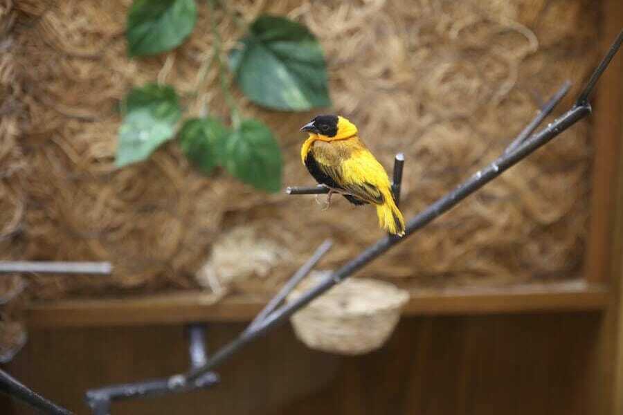 Aviary Yellow And Black Single Bird