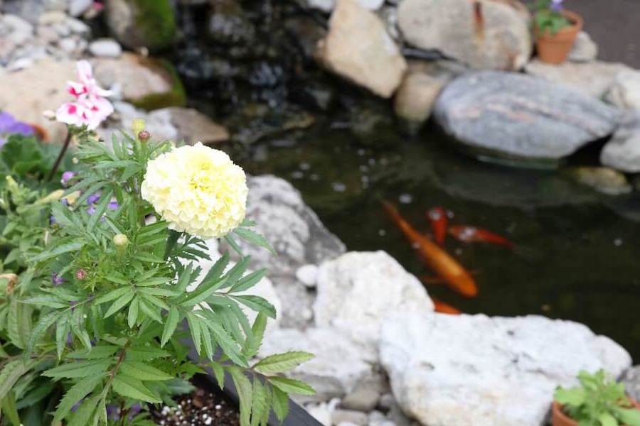 Madison Fish Pond Outdoors