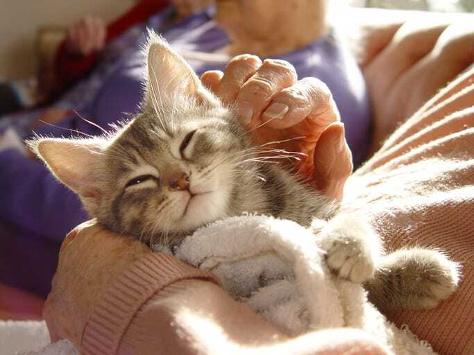 Tips for Seniors Considering Pet Adoption