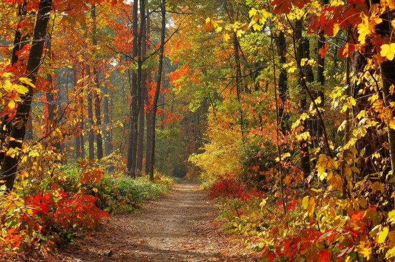 Fall in Indiana: Top Fall Foliage Destinations