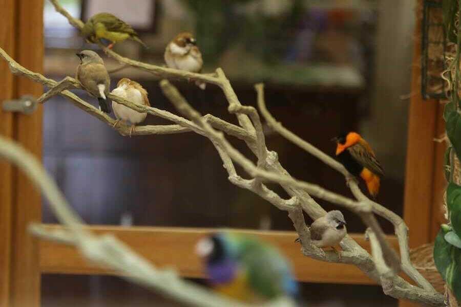 Crawfordsville Bird Aviary1
