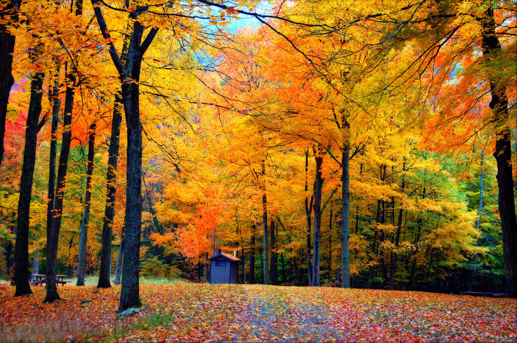 The Best Fall Activities for Seniors